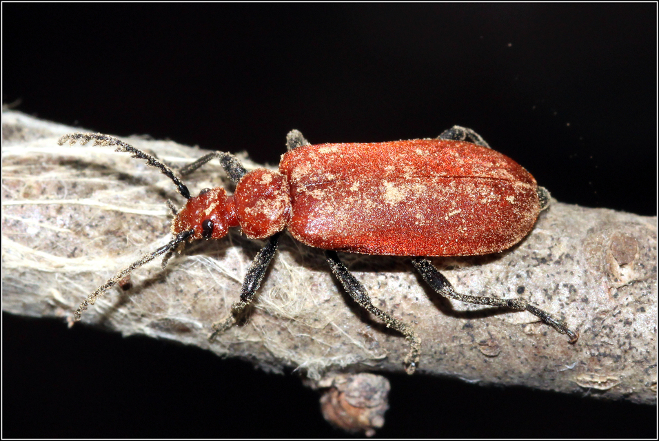 Pyrochroa serraticornis - közép-bíborbogár