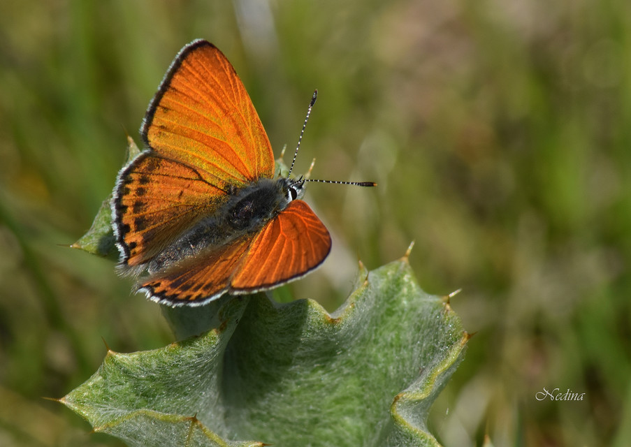 Lycaena thersamon - kis tűzlepke