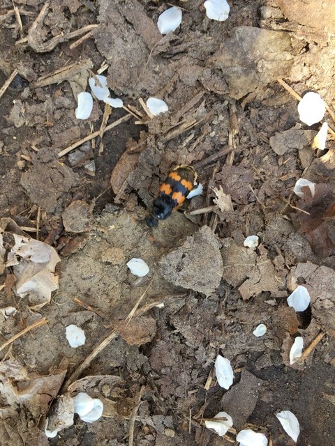 Nicrophorus