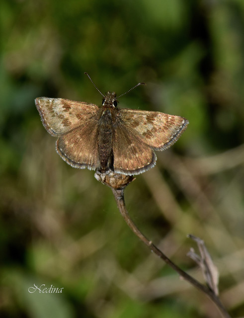 Erynnis tages - cigánylepke