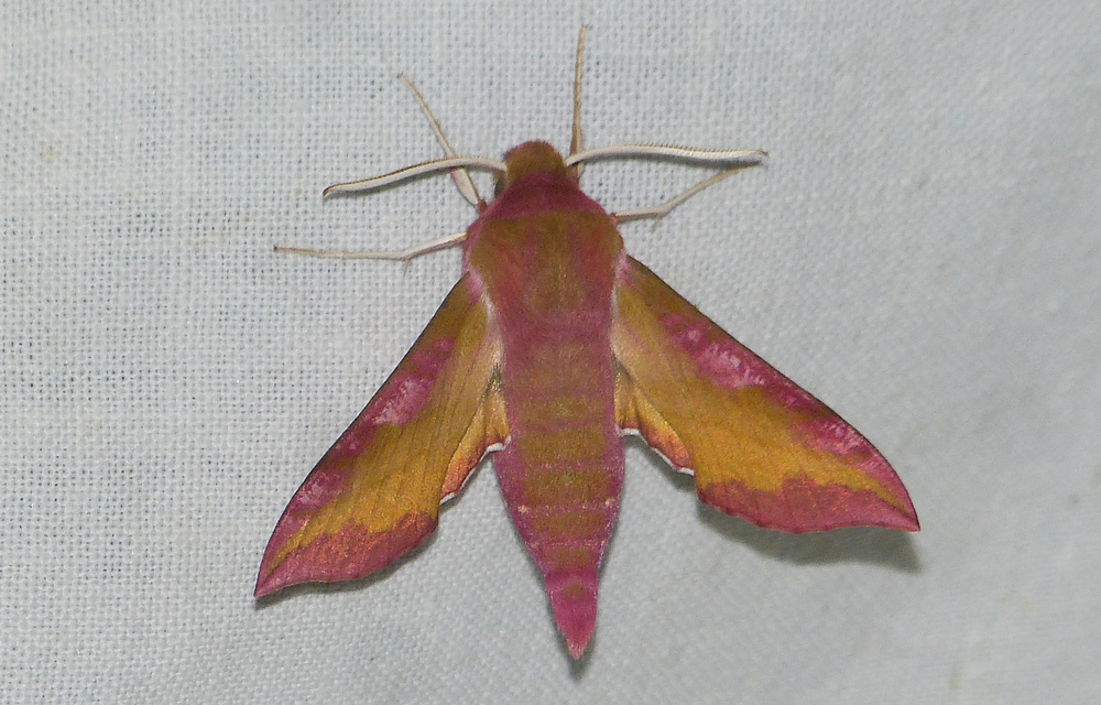 Deilephila porcellus - piros szender