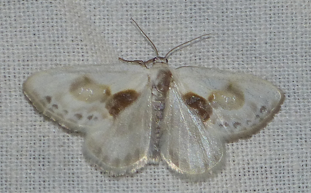 Cilix glaucata - törpe sarlósszövő