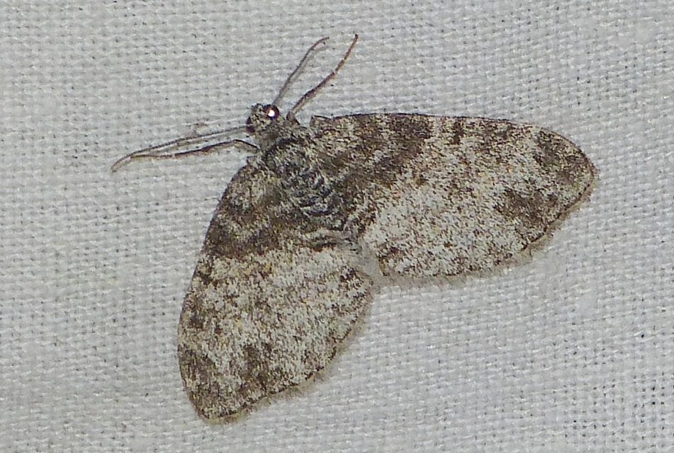 Lobophora halterata - szárnyfüggelékes araszoló