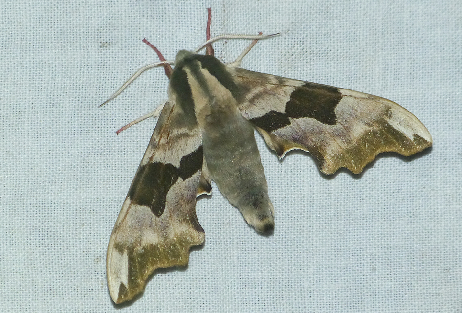Mimas tiliae - hársfaszender