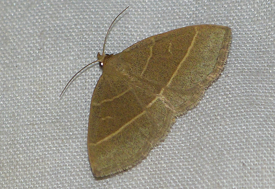 Trisateles emortualis - sárgacsíkos karcsúbagoly