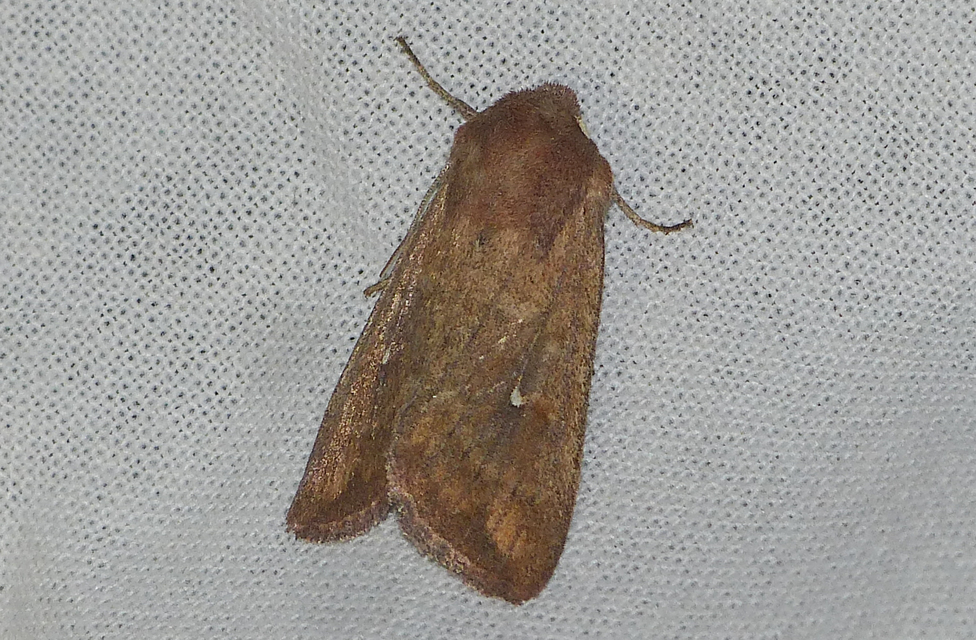 Mythimna albipuncta - fehérpettyes rétibagoly