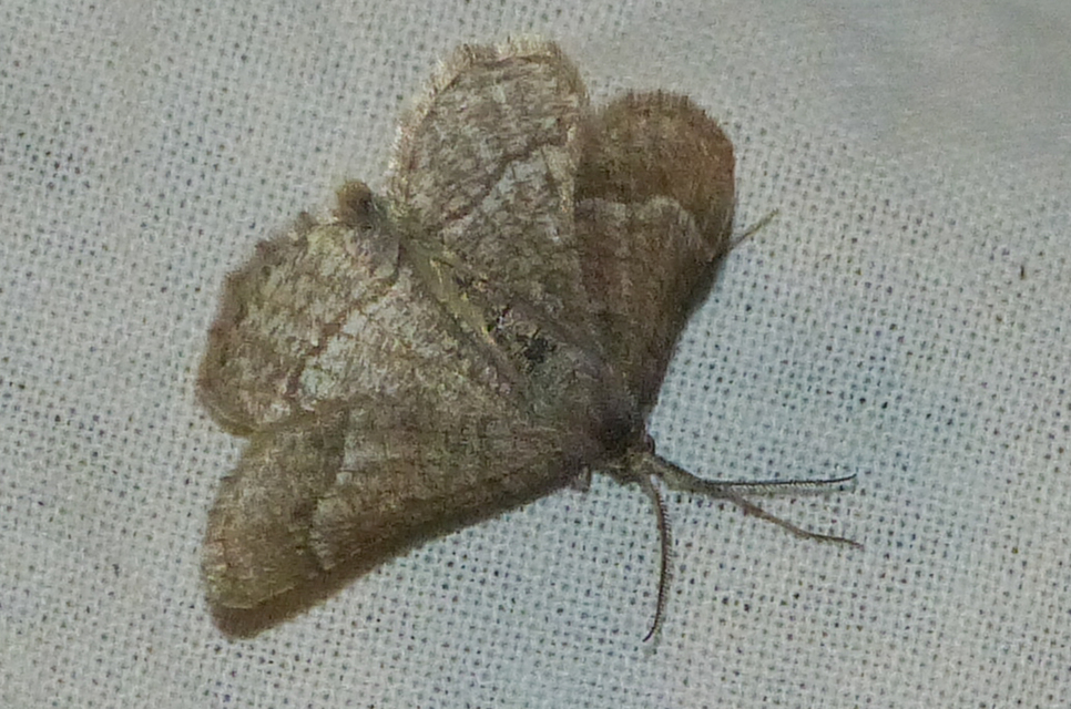 Tephrina murinaria - egérszínű araszoló