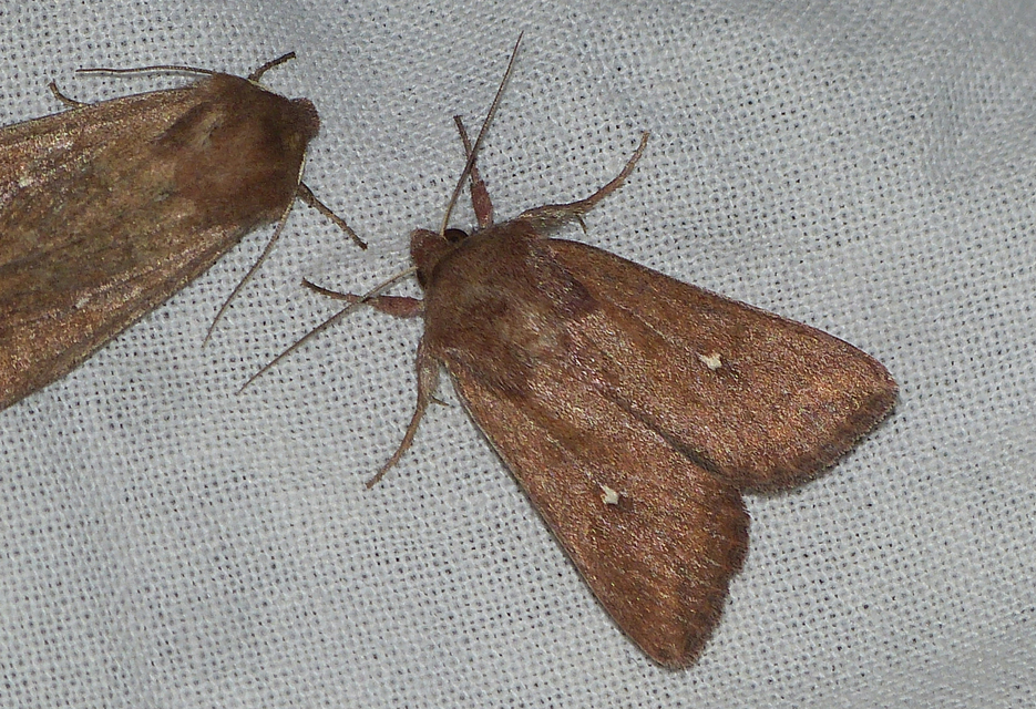 Mythimna albipuncta - fehérpettyes rétibagoly