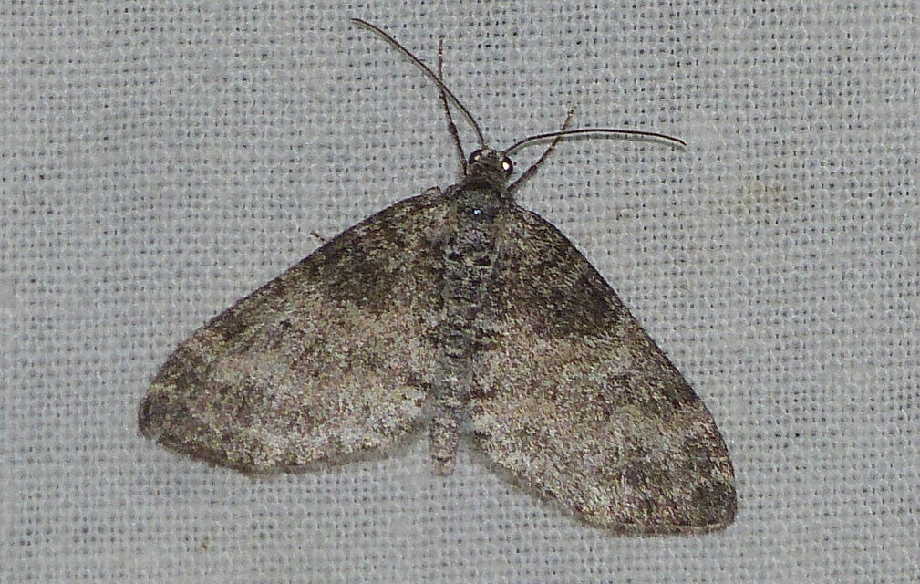 Lobophora halterata - szárnyfüggelékes araszoló