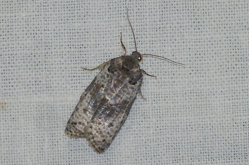 Pseudeulia asinana - korai sodrómoly