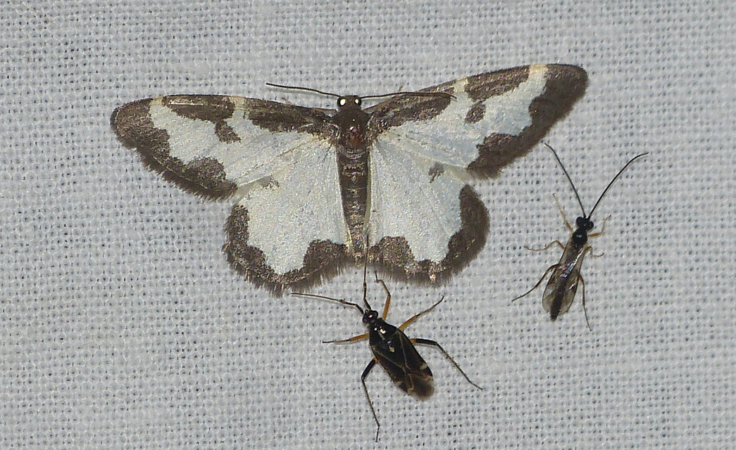 Lomaspilis marginata - szegélyes nyárfaaraszoló