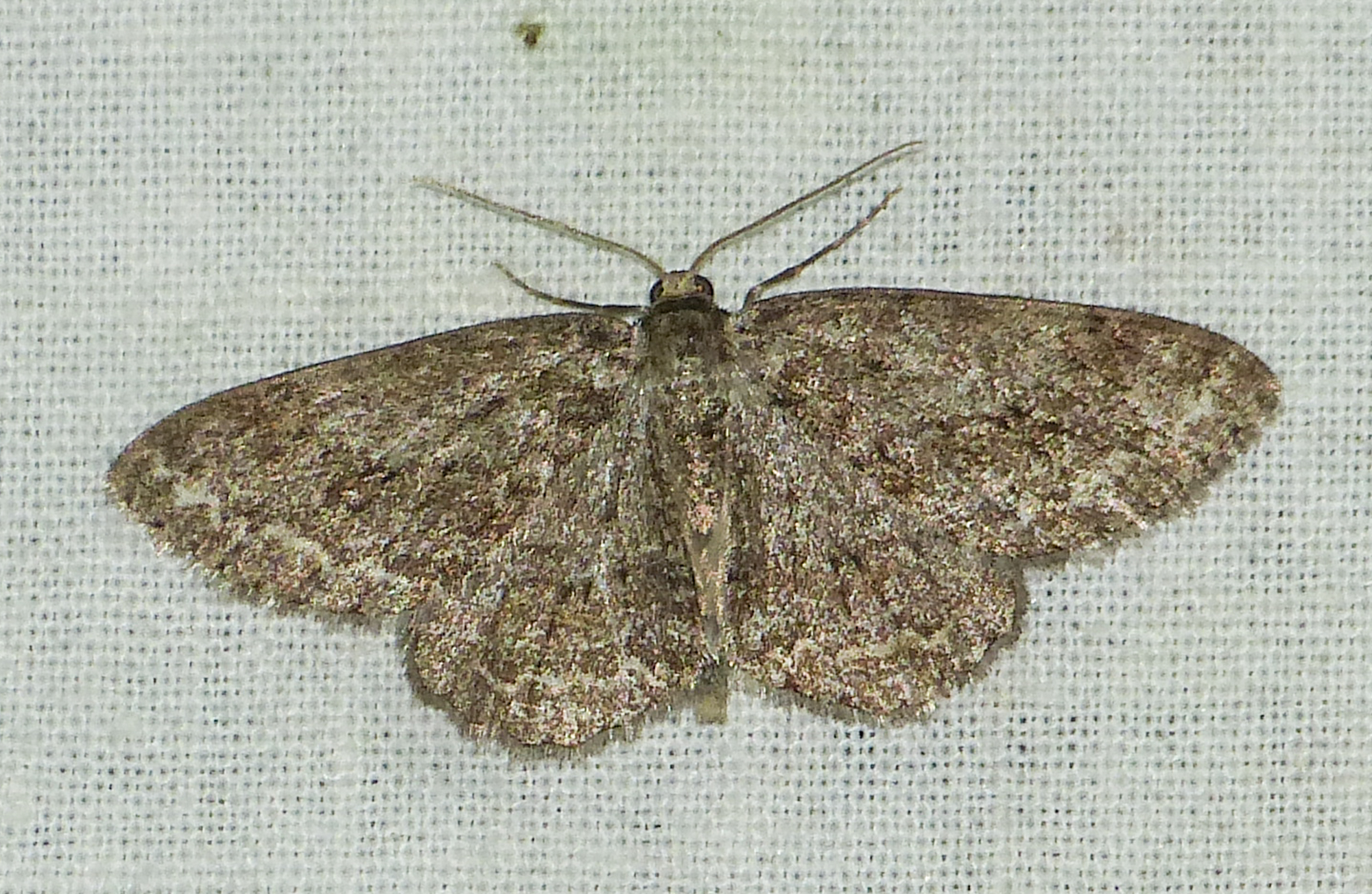 Ectropis crepuscularia - avararaszoló