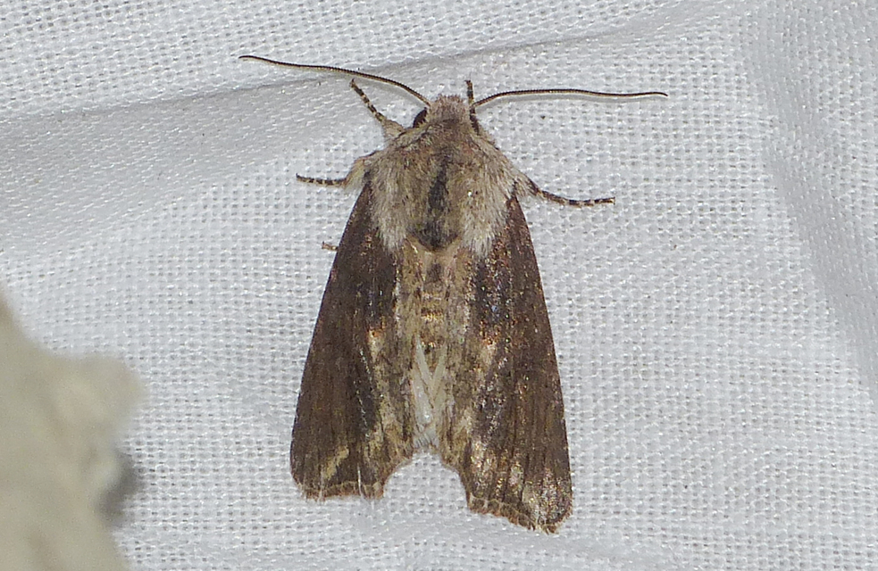 Egira conspicillaris - változékony szürkebagoly