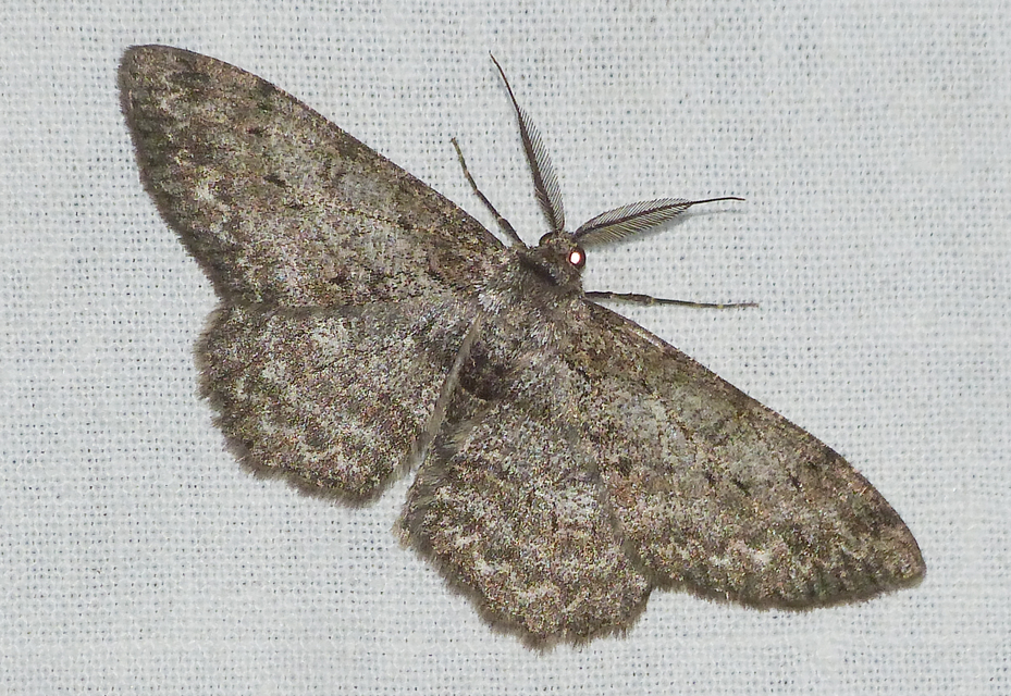 Hypomecis punctinalis - pettyes faaraszoló
