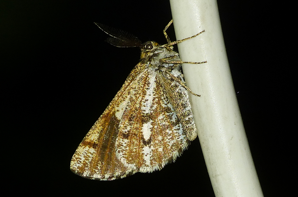 Bupalus piniaria - fenyőaraszoló