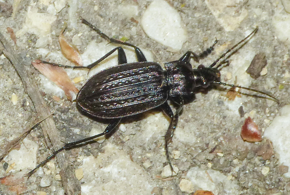 Carabus granulatus - mezei futrinka