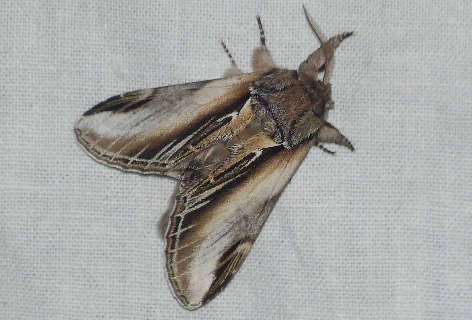 Pheosia tremula - nyárfa-púposszövő