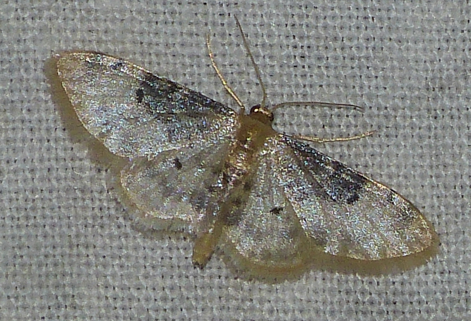 Idaea filicata - sötéttövű apróaraszoló