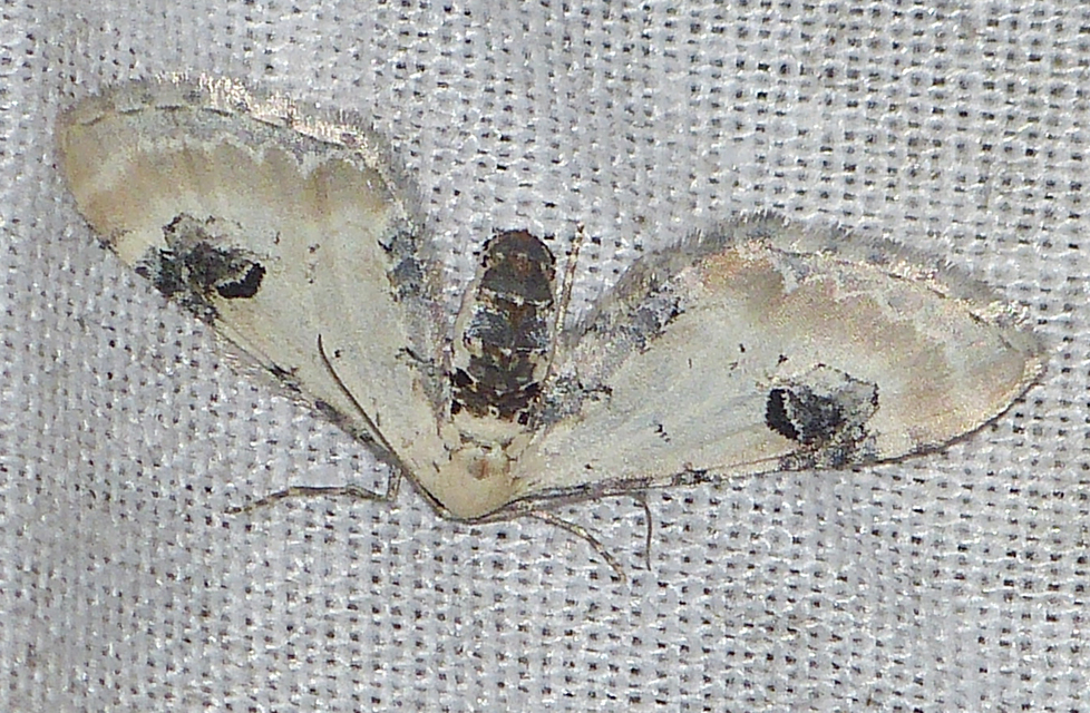 Eupithecia centaureata - búzavirág-törpearaszoló