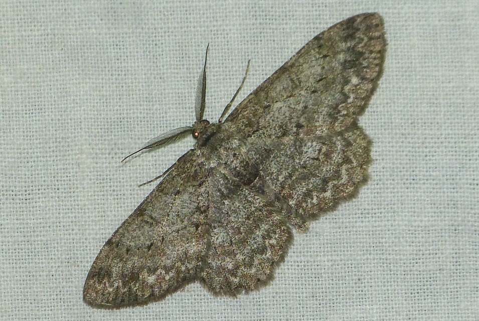 Hypomecis punctinalis - pettyes faaraszoló