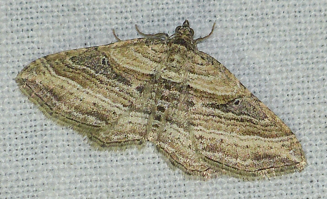Costaconvexa polygrammata - soksávú araszoló