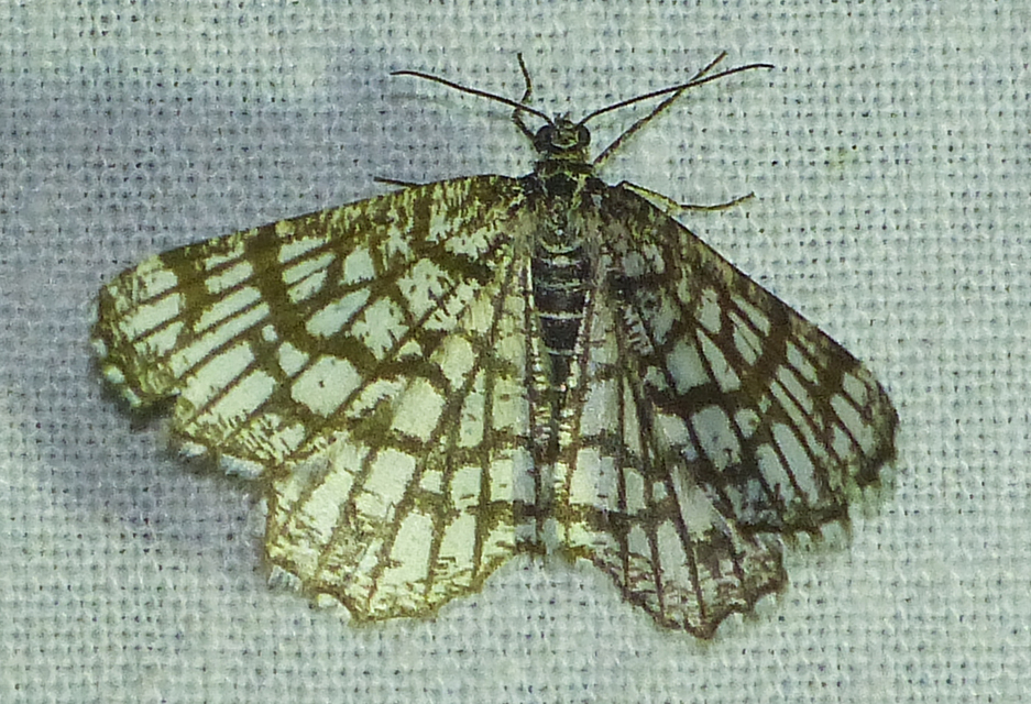 Chiasmia clathrata - rácsos rétiaraszoló