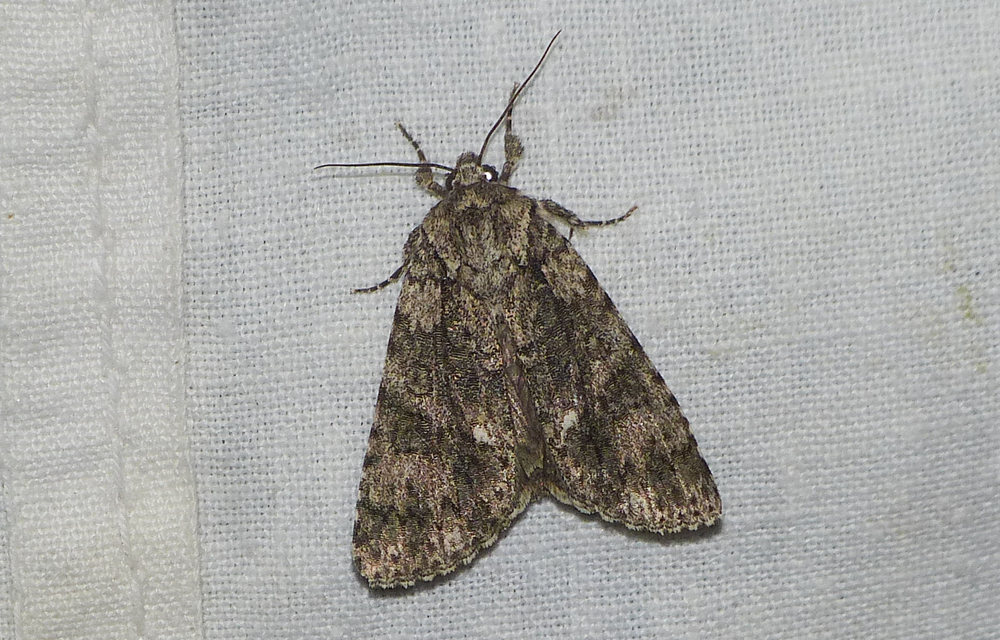 Acronicta rumicis - sóska-szigonyosbagoly