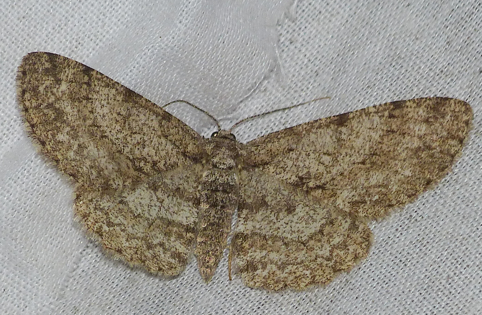 Hypomecis punctinalis - pettyes faaraszoló
