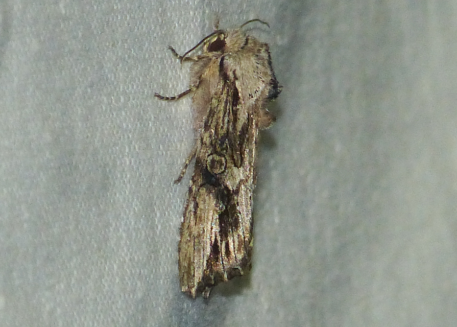 Egira conspicillaris - változékony szürkebagoly
