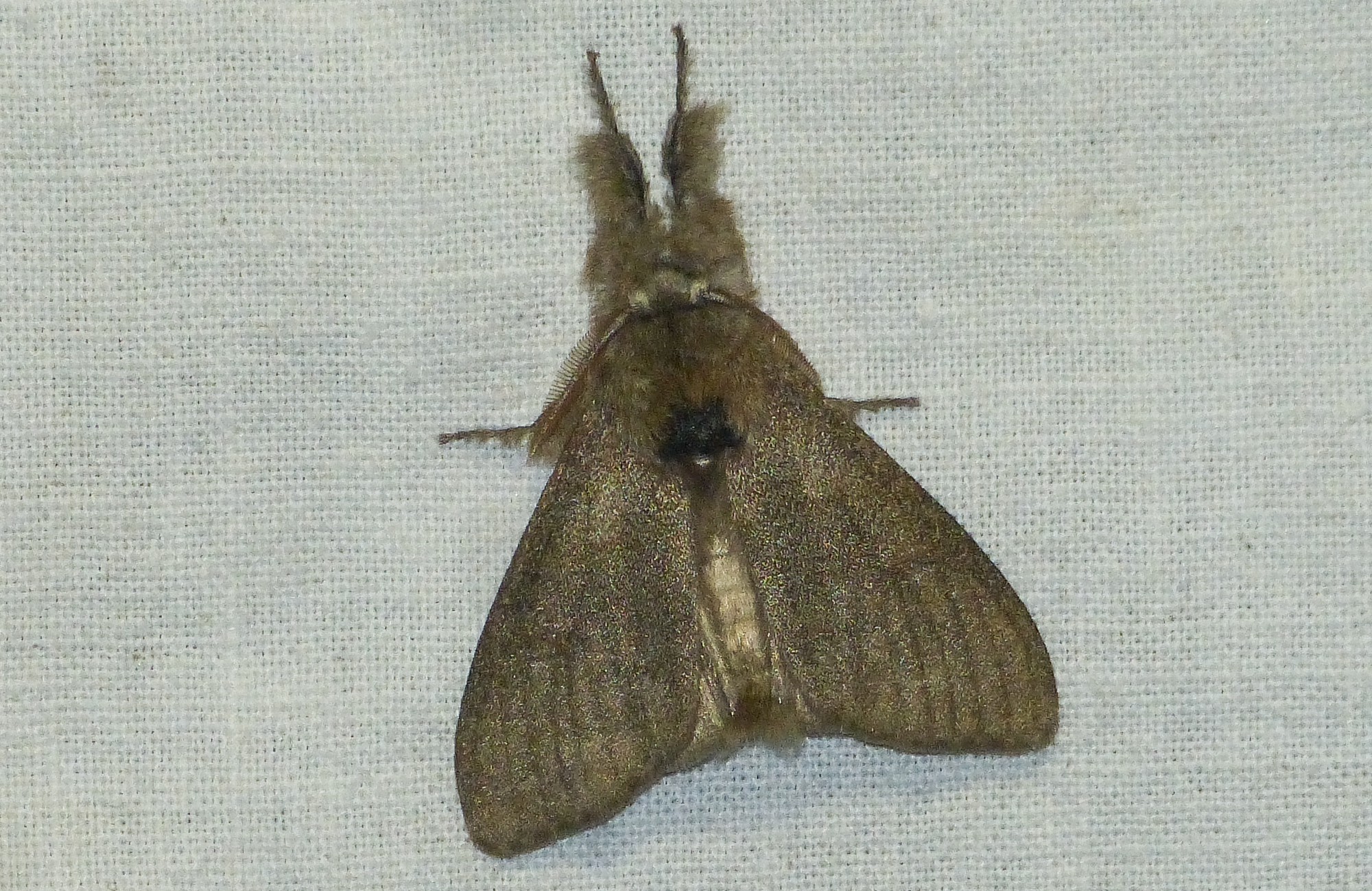 Calliteara pudibunda - hamvasszövő