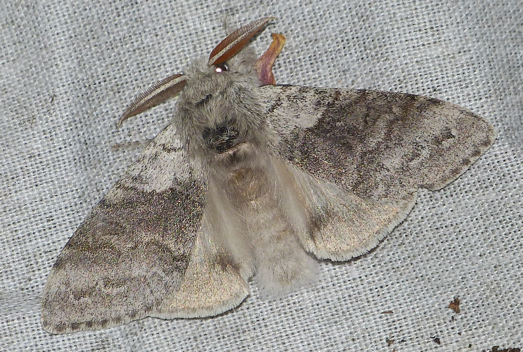Calliteara pudibunda - hamvasszövő