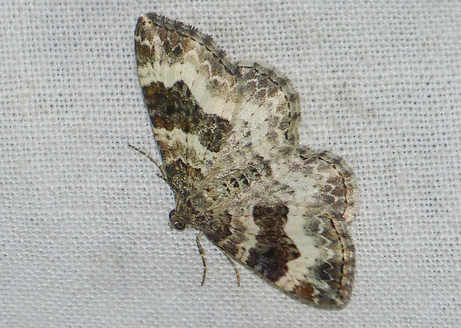 Epirrhoe alternata - galaj-tarkaaraszoló