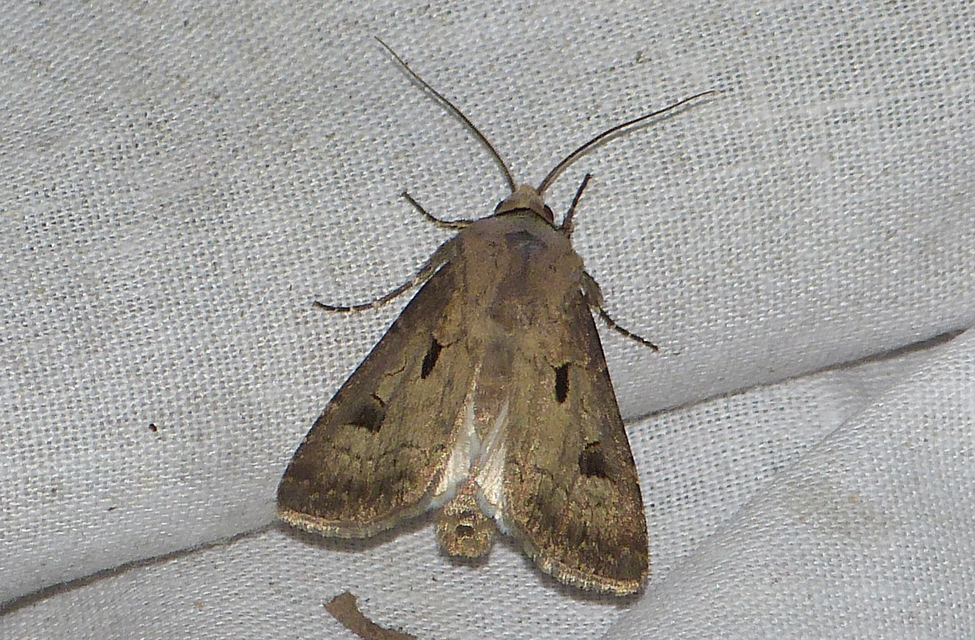 Agrotis exclamationis - felkiáltójeles földibagoly