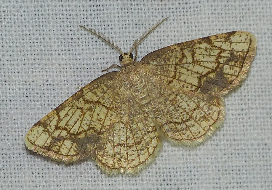 Stegania dilectaria - fehérnyár-araszoló