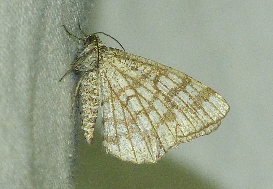 Chiasmia clathrata - rácsos rétiaraszoló
