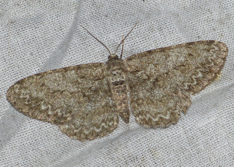 Hypomecis punctinalis - pettyes faaraszoló