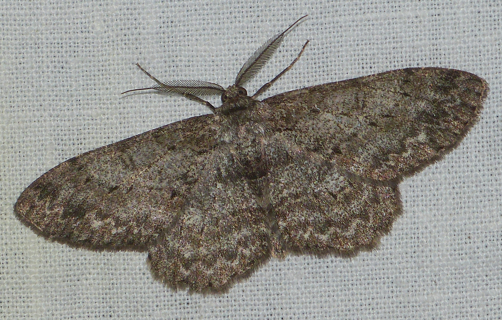 Hypomecis punctinalis - pettyes faaraszoló