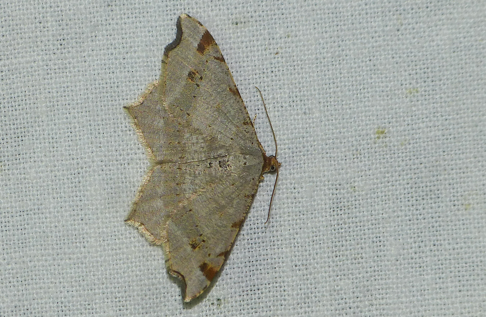 Macaria alternata - közönséges szürkearaszoló