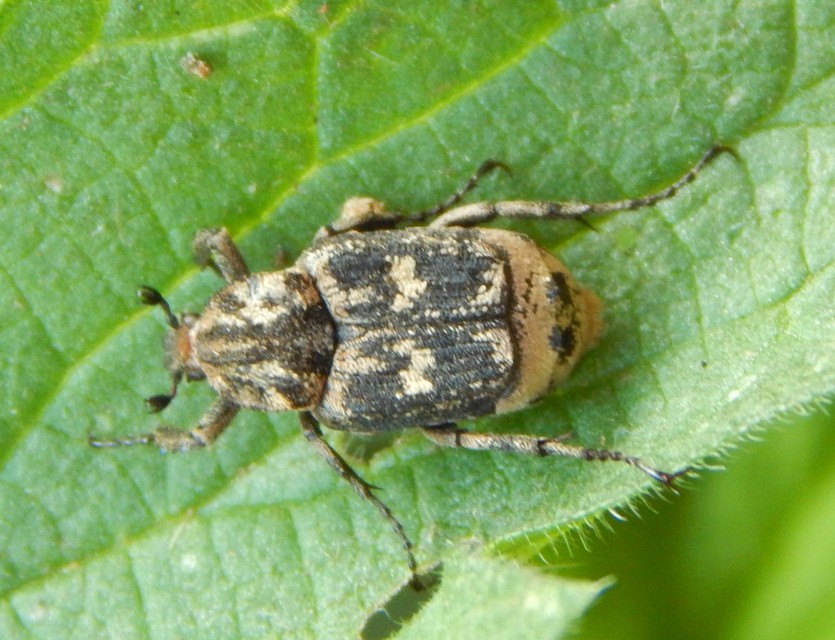 Valgus hemipterus - suta virágbogár