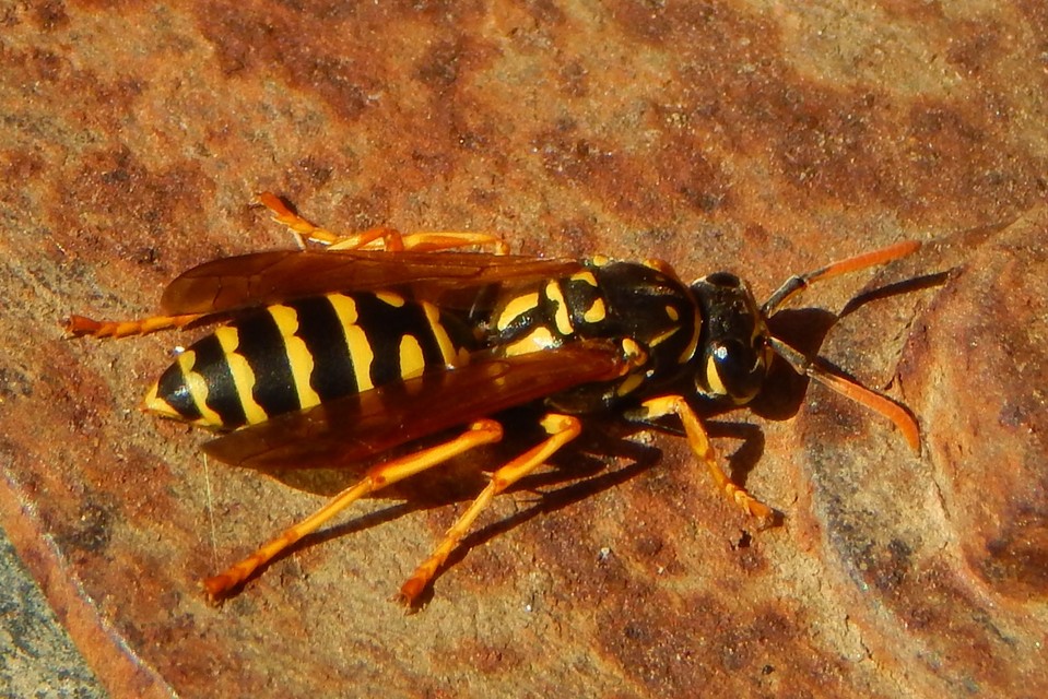 Polistes dominulus - déli papírdarázs
