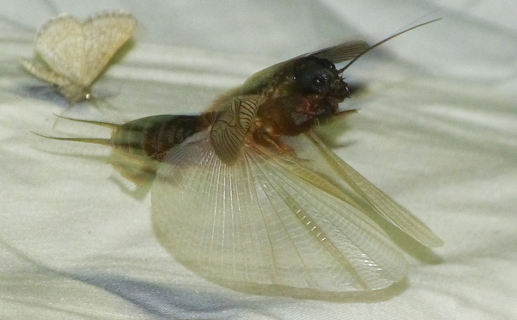 Gryllotalpa