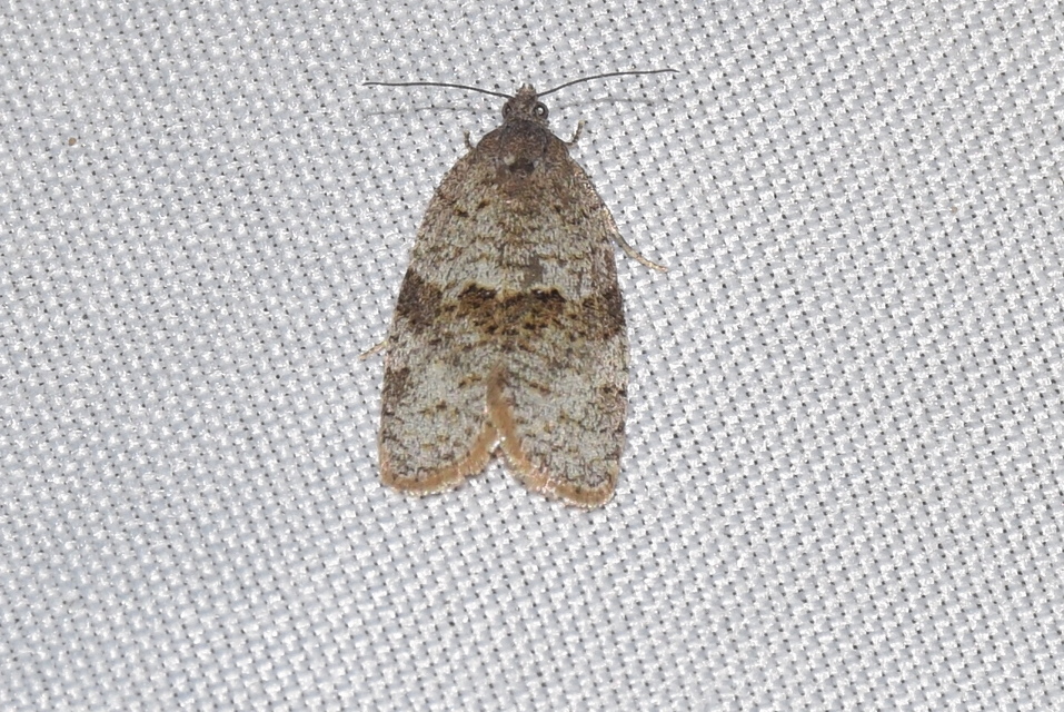Syndemis musculana - füstös sodrómoly