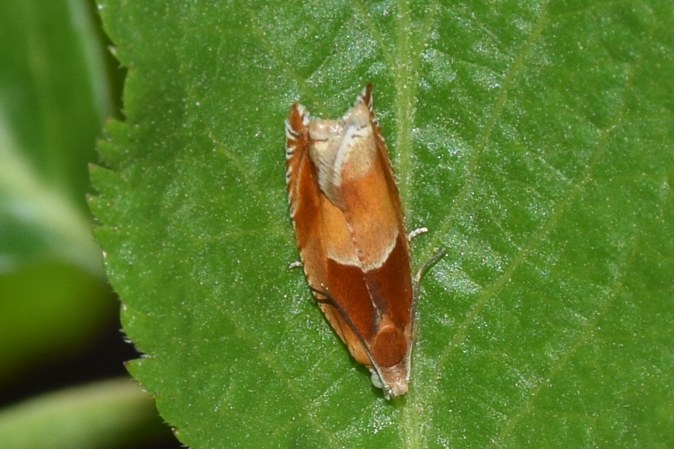 Ancylis mitterbacheriana - tölgysodró horgasmoly