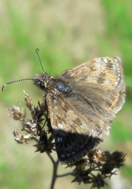 Erynnis tages - cigánylepke