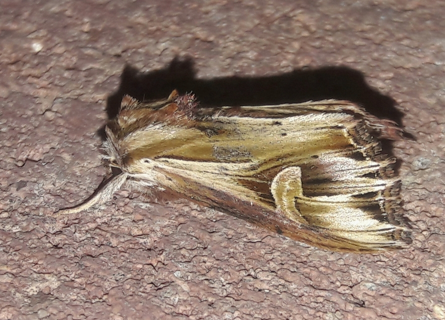 Actinotia polyodon - nagy sugarasbagoly