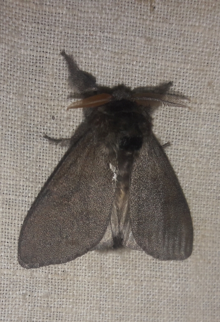 Calliteara pudibunda - hamvasszövő