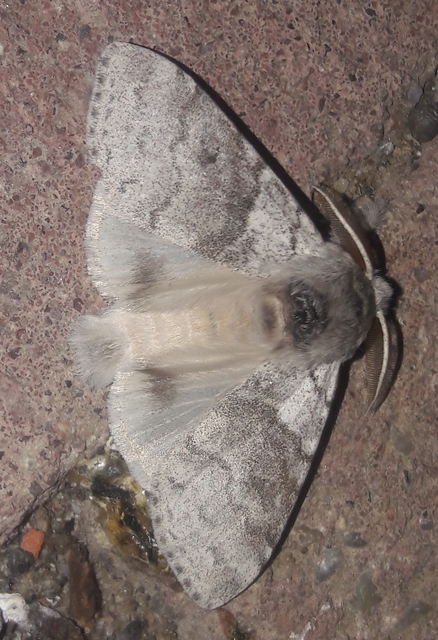Calliteara pudibunda - hamvasszövő