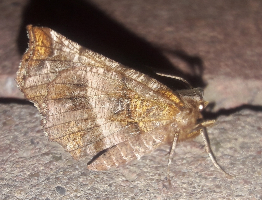 Selenia dentaria - kétfoltos holdasaraszoló
