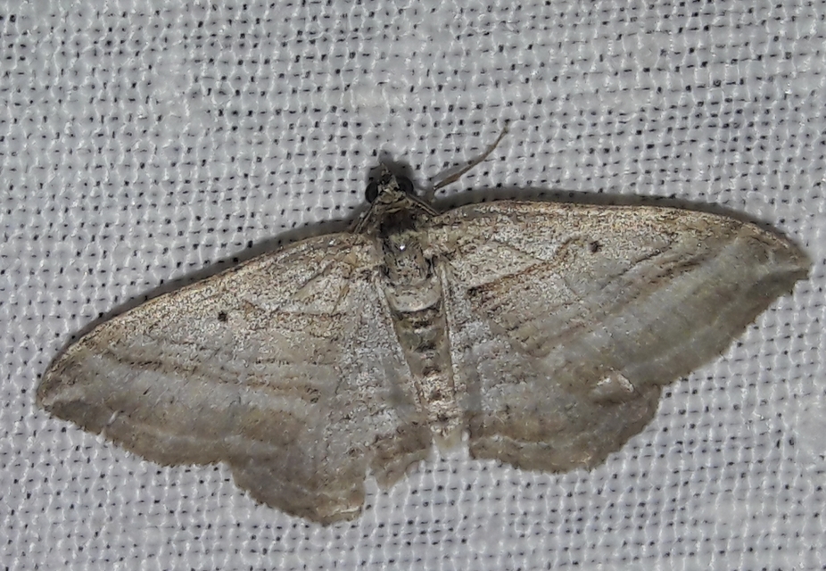 Costaconvexa polygrammata - soksávú araszoló