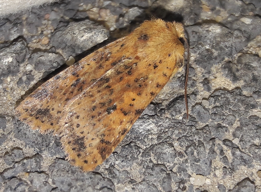 Conistra rubiginea - vörös őszibagoly